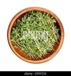 Brins de thym frais, dans un bol en bois. Brindilles vertes de Thymus vulgaris, une herbe médicinale et culinaire, également cultivée comme plante ornementale. Banque D'Images