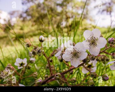 Photographie grand angle de quelques fleurs de mûre blanches sauvages, poussant sur un champ dans les montagnes andines orientales du centre de la Colombie. Banque D'Images