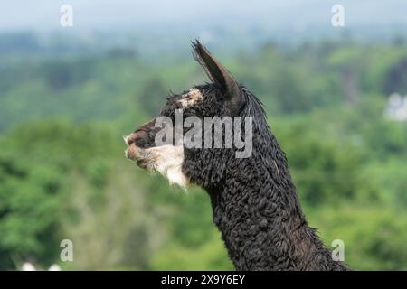 black alpaca Banque D'Images