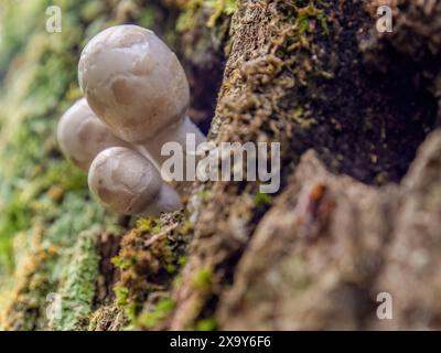 Trois très minuscules jeunes champignons poussant du tronc d'un arbre, dans une forêt dans les montagnes andines orientales du centre de la Colombie. Banque D'Images