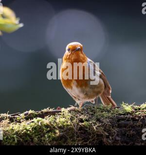Un minuscule Robin orange perché sur un arbre Banque D'Images