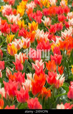 Un gros plan de nombreuses fleurs de tulipes éclatantes en fleurs Banque D'Images