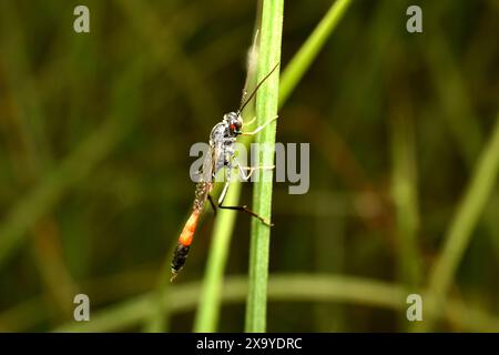 Gros plan détaillé sur une guêpe de l'espèce Dolichomitus Ichneumonidae européenne, avec son long ovipository. Photo de haute qualité Banque D'Images