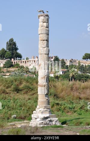 Vestiges du temple d'Artémis et cigognes nicheurs près d'Éphèse, Selcuk, province d'Izmir, Turquie Banque D'Images