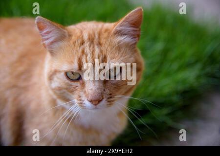 Gros plan d'un chat orange sérieux Banque D'Images
