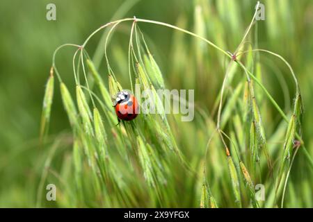 Une coccinelle, avec sept points sur son dos, est assise sur l'herbe verte. Banque D'Images