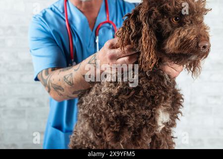 Un médecin tatoué inspectant un chien brun dans une clinique vétérinaire Banque D'Images