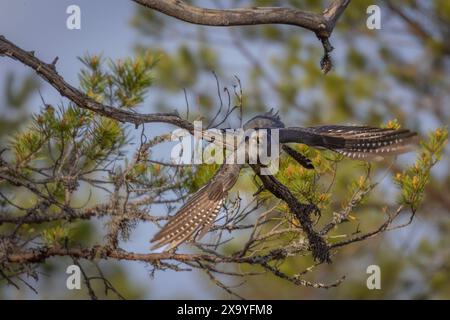 Coucou commun décollant d'une branche d'arbre dans un cadre forestier Banque D'Images