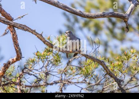 Un coucou commun perché sur une branche d'arbre. Suède Banque D'Images