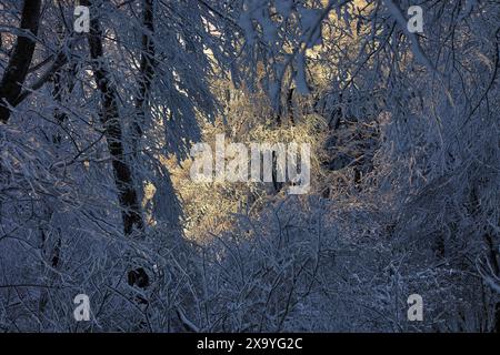 La lumière du soleil filtre à travers les arbres denses couverts de neige dans une forêt. Tbilissi, Géorgie Banque D'Images