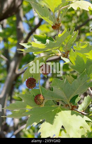 Platane, Orientalische Platane, Morgenländische Platane, Platanus orientalis, Chenar, plan oriental, Plan, Plan-arbre oriental, Plan-arbre, Vieux-monde Banque D'Images