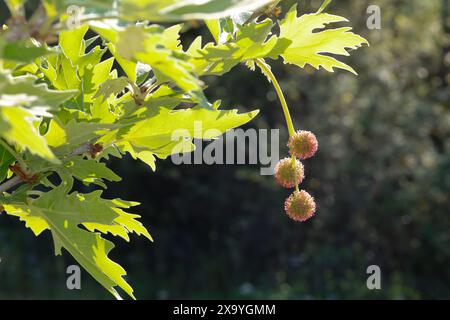 Platane, Orientalische Platane, Morgenländische Platane, Platanus orientalis, Chenar, plan oriental, Plan, Plan-arbre oriental, Plan-arbre, Vieux-monde Banque D'Images