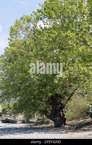 Platane, Orientalische Platane, Morgenländische Platane, Platanus orientalis, Chenar, plan oriental, Plan, Plan-arbre oriental, Plan-arbre, Vieux-monde Banque D'Images