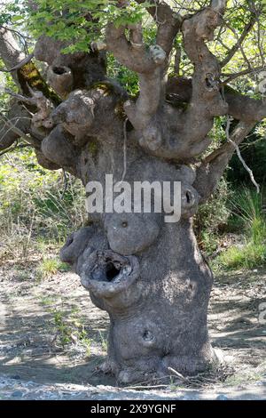 Platane, Orientalische Platane, Morgenländische Platane, Platanus orientalis, Chenar, plan oriental, Plan, Plan-arbre oriental, Plan-arbre, Vieux-monde Banque D'Images