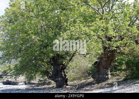 Platane, Orientalische Platane, Morgenländische Platane, Platanus orientalis, Chenar, plan oriental, Plan, Plan-arbre oriental, Plan-arbre, Vieux-monde Banque D'Images