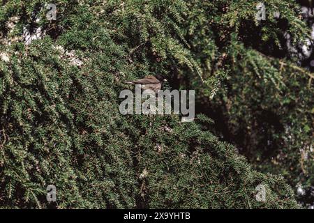 Un petit oiseau perché sur un haut de buisson vert Banque D'Images