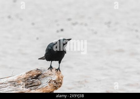 Un oiseau Daw perché sur une planche de bois Banque D'Images