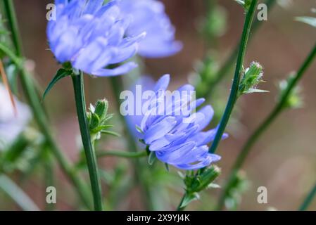 Chicorée commune, Cichorium intybus bleu fleurs d'été gros plan sélectif Banque D'Images