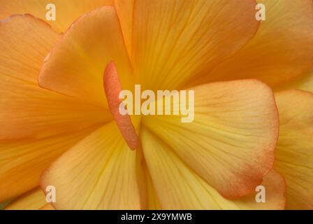 Fleur de bégonia, gros plan. Floraison complète. Détail des pétales en jaune orangé. Avec une bordure rouge. Motif abstrait, fond naturel. Trencin, Slovaquie Banque D'Images