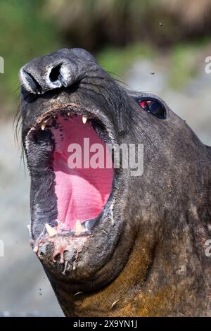 Australie, Tasmanie, île de Macquarie, Sandy Bay (UNESCO) la bouche de l'éléphant de mer du Sud (Mirounga leonine) est ouverte, gros plan. Banque D'Images