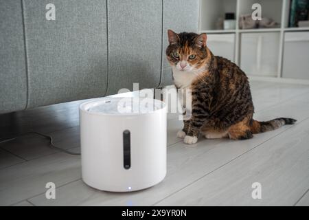 Le chat curieux regarde la fontaine à boire intelligente que les propriétaires lui ont acheté pour prévenir les maladies des voies urinaires Banque D'Images