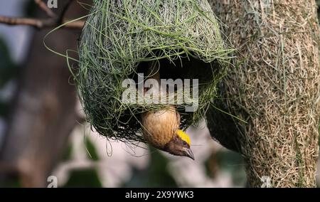 3 juin 2024 : Baya Weaver, l'oiseau mâle (Ploceus philippinus) tisse son nid à Katmandou, Népal, le 3 juin 2024. Le tisserand baya est un weaverbird trouvé à travers l'Asie du Sud-est et ils sont surtout connus pour leurs nids suspendus en forme de cornue tissés à partir de feuilles. (Crédit image : © Sunil Sharma/ZUMA Press Wire) USAGE ÉDITORIAL SEULEMENT! Non destiné à UN USAGE commercial ! Banque D'Images