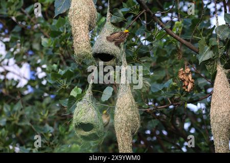 3 juin 2024 : Baya Weaver, les oiseaux mâles (Ploceus philippinus) construisent les nids à Katmandou, Népal, le 3 juin 2024. Le tisserand baya est un weaverbird trouvé à travers l'Asie du Sud-est et ils sont surtout connus pour leurs nids suspendus en forme de cornue tissés à partir de feuilles. (Crédit image : © Sunil Sharma/ZUMA Press Wire) USAGE ÉDITORIAL SEULEMENT! Non destiné à UN USAGE commercial ! Banque D'Images