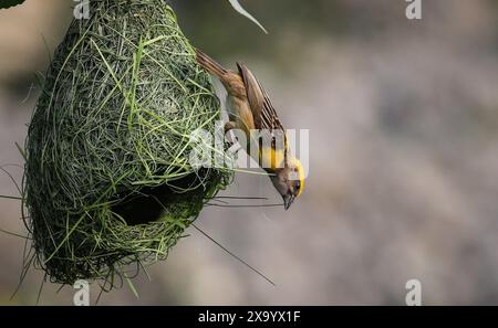 3 juin 2024 : Baya Weaver, l'oiseau mâle (Ploceus philippinus) tisse son nid à Katmandou, Népal, le 3 juin 2024. Le tisserand baya est un weaverbird trouvé à travers l'Asie du Sud-est et ils sont surtout connus pour leurs nids suspendus en forme de cornue tissés à partir de feuilles. (Crédit image : © Sunil Sharma/ZUMA Press Wire) USAGE ÉDITORIAL SEULEMENT! Non destiné à UN USAGE commercial ! Banque D'Images