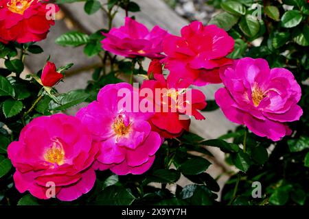 Un beau moment brillant rose a rose dans un jardin Banque D'Images