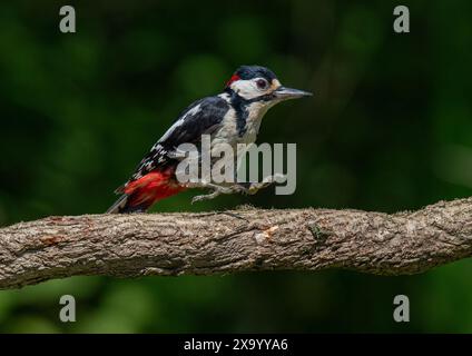 Un plan comique Grand pic tacheté (Dendrocopos Major) pris dans les airs sautant sur une branche montrant . Kent, Royaume-Uni Banque D'Images