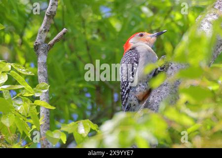 Un pic à tête rouge perché sur une branche d'arbre Banque D'Images