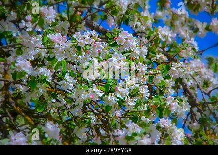 Quelques fleurs blanches sur un arbre contre un ciel bleu Banque D'Images