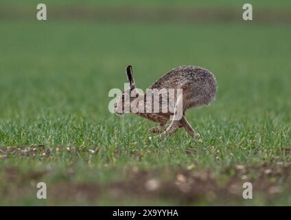 Un lièvre brun timide (Lepus europaeus) qui accélère sur la récolte des agriculteurs, montrant sa vitesse, sa façon de bouger, ses longues jambes et sa colonne vertébrale flexible. Suffolk, Royaume-Uni Banque D'Images