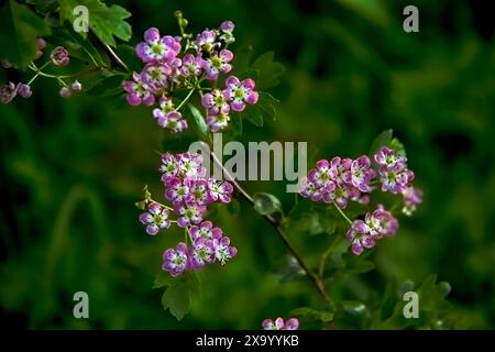 Quelques fleurs sur la branche d'arbre avec des feuilles, fond de nature Banque D'Images