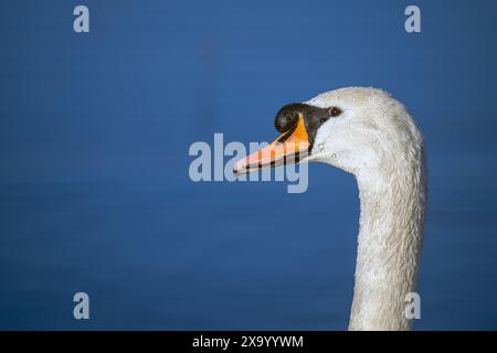 Gros plan d'un cygne blanc glissant gracieusement sur l'eau. Banque D'Images