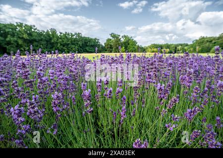 Une vue panoramique de fleurs de lavande dans un champ Banque D'Images