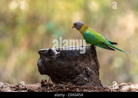 Oiseau femelle perruche à tête de prune perchée sur une branche Banque D'Images