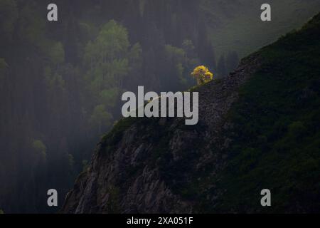 Un arbre solitaire est illuminé par le soleil sur un rocher avec pour toile de fond une forêt sombre dans les montagnes. Banque D'Images