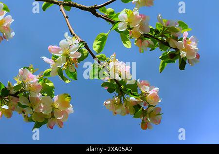 Gros plan des branches de pommier en fleurs au printemps Banque D'Images