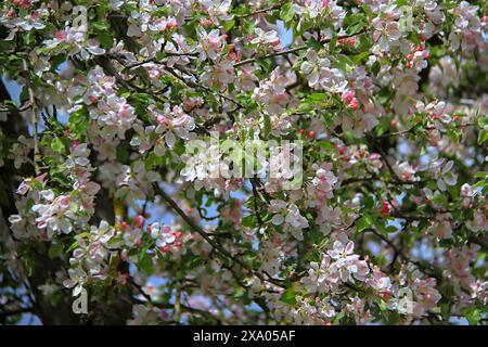 Arbre avec des fleurs sous un ciel bleu clair sur une journée ensoleillée Banque D'Images