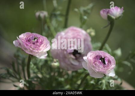 Un gros plan de fleurs en fleurs au printemps Banque D'Images