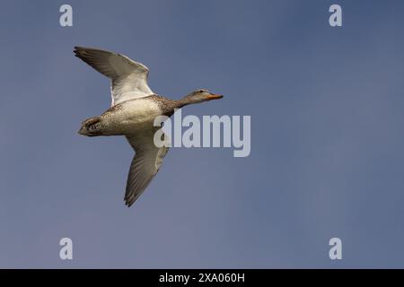 Un oiseau femelle Gadwall planant à travers le ciel bleu clair Banque D'Images