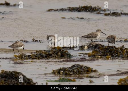 Un troupeau d'oiseaux Dunlin se promenant sur un rivage couvert d'algues Banque D'Images