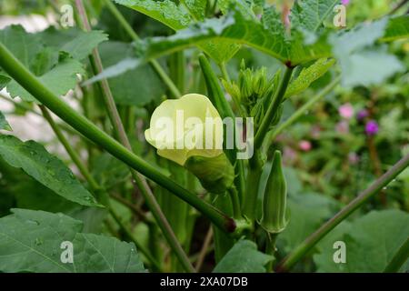 Lady Fingers ou légume okra sur plante dans le jardin. Plantes d'okra avec flotteur poussant dans le jardin de l'arrière-cour Banque D'Images