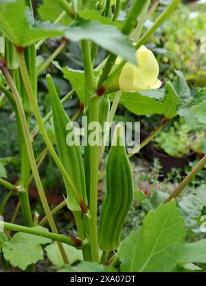 Lady Fingers ou légume okra sur plante dans le jardin. Plantes d'okra avec flotteur poussant dans le jardin de l'arrière-cour Banque D'Images