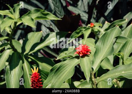 Une belle fleur rouge de Costus barbatus dans le jardin botanique de Singapour Banque D'Images