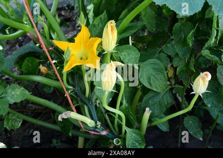 Les courgettes, ou courgettes cultivées de manière biologique, fleurissent et fruitent de manière prolifique, fournissant un approvisionnement constant en légumes d'été. Un jardin domestique Banque D'Images