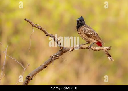 Red -vented Bulbul en Inde Banque D'Images