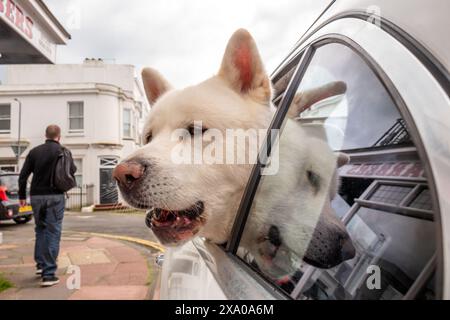 Brighton, le 3 juin 2024 : un chien, peut-être un Akita, se penche sur une fenêtre de voiture crédit : Andrew Hasson/Alamy Live News Banque D'Images