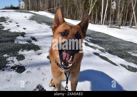 Chien brun avec la bouche ouverte en laisse dans un champ enneigé Banque D'Images